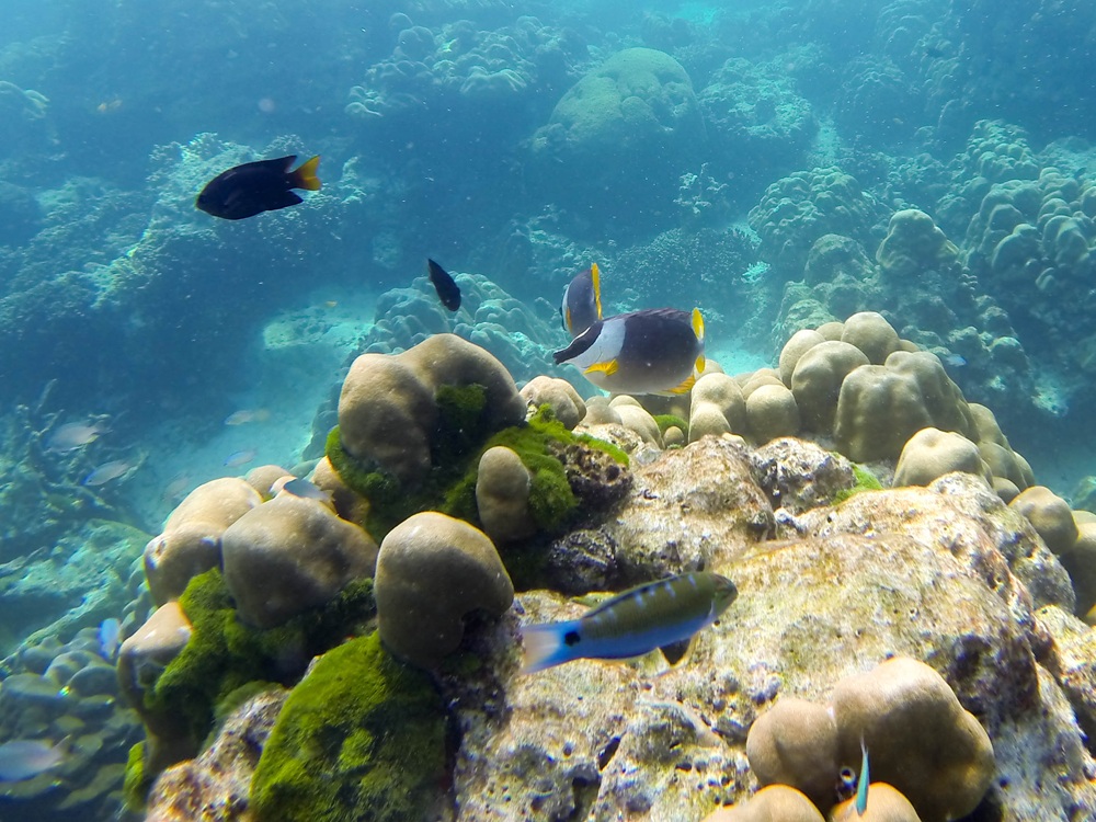 Fonds marins sur l’archipel de Surin, Thaïlande
