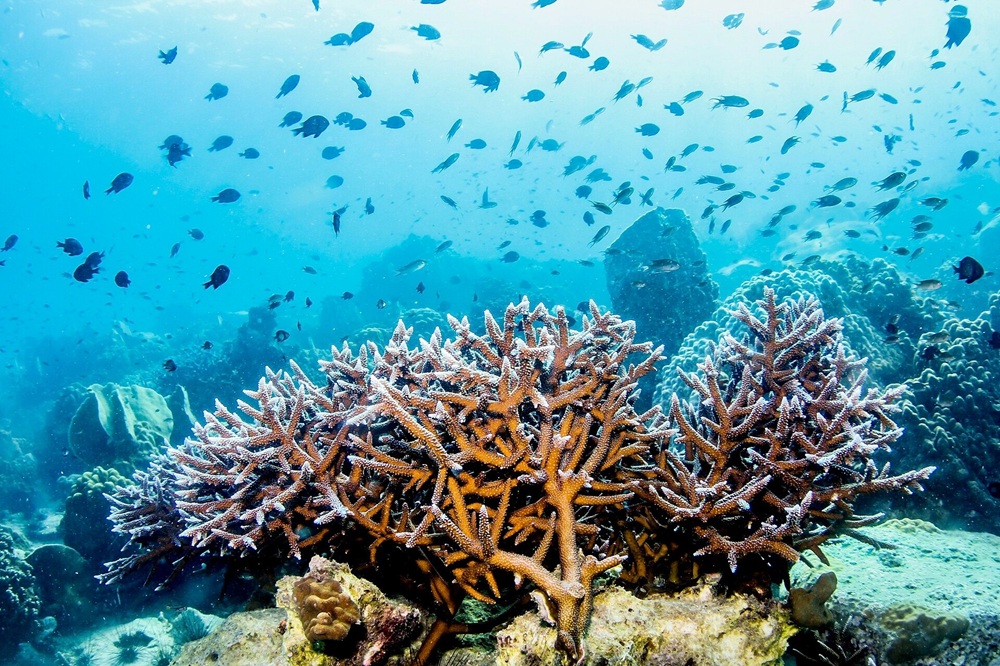 Fonds sous-marins à Koh Chang, Thaïlande