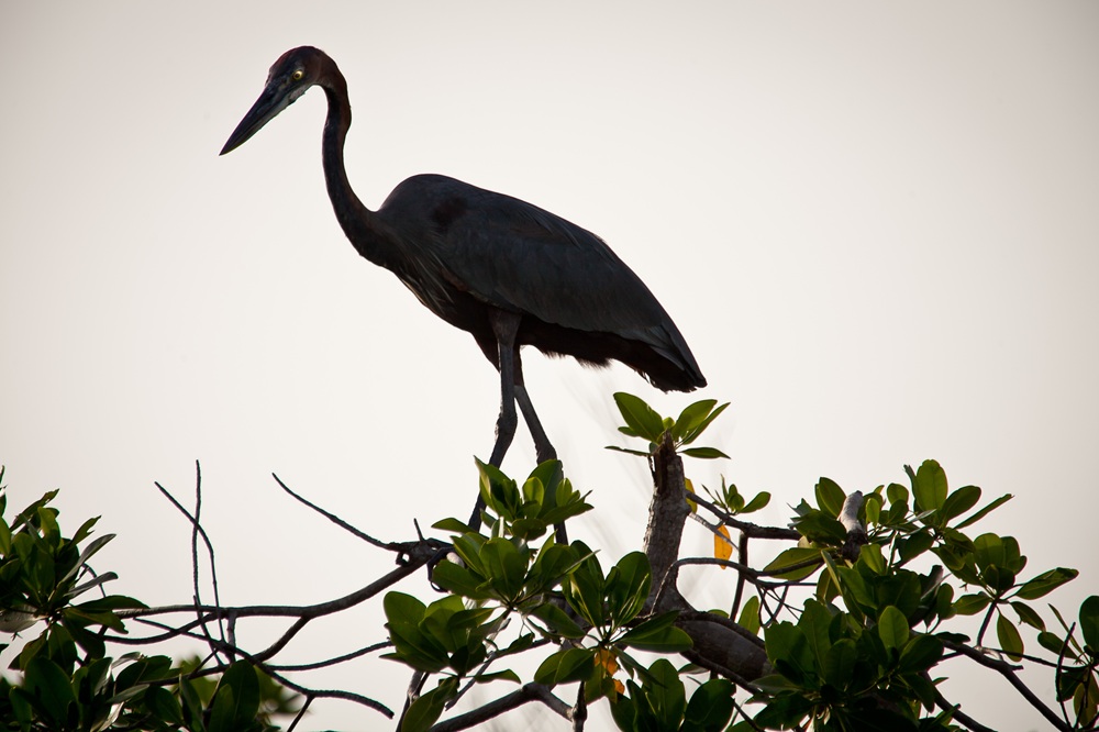 Héron cendré dans le Sine Saloum, Sénégal