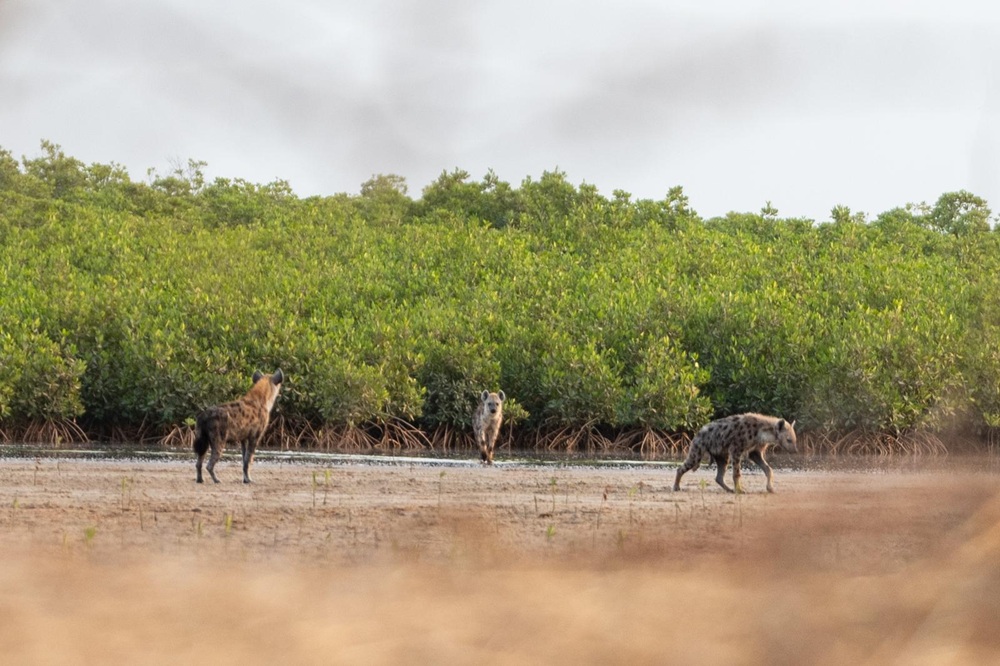 Hyènes dans la réserve de Palmarin, Sine Saloum