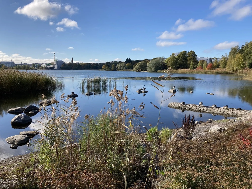 Oiseaux sur la baie de Töölö à Helsinki, Finlande