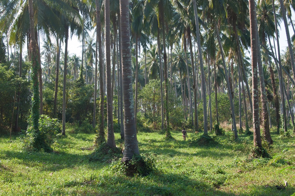 Plantations de cocotiers à Koh Mak