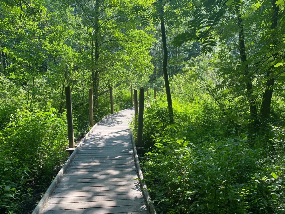 Sentier en bois à Lammassaari près-d'Helsinki, Finlande