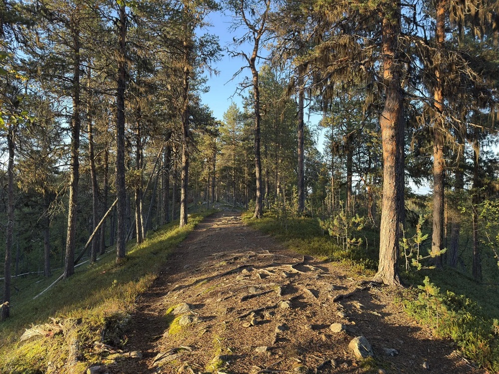 Sentier nature Lemmenjoki dans le Parc national de Lemmenjoki, Finlande