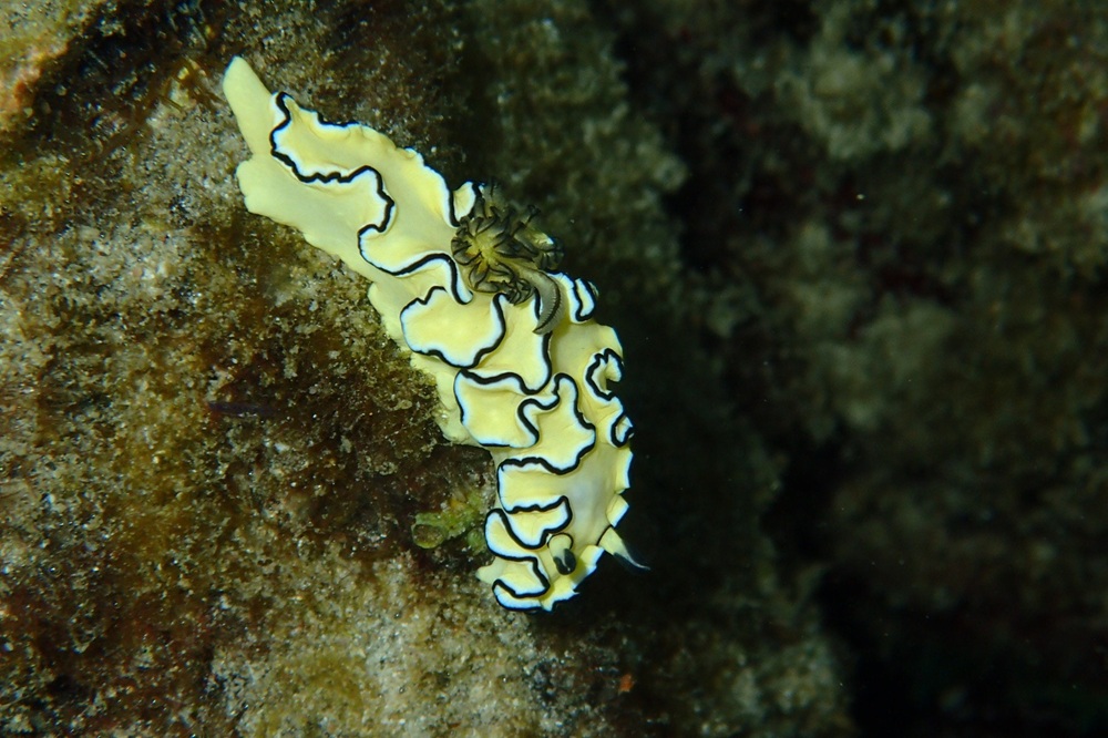 Vie marine à Koh Kood, Thaïlande