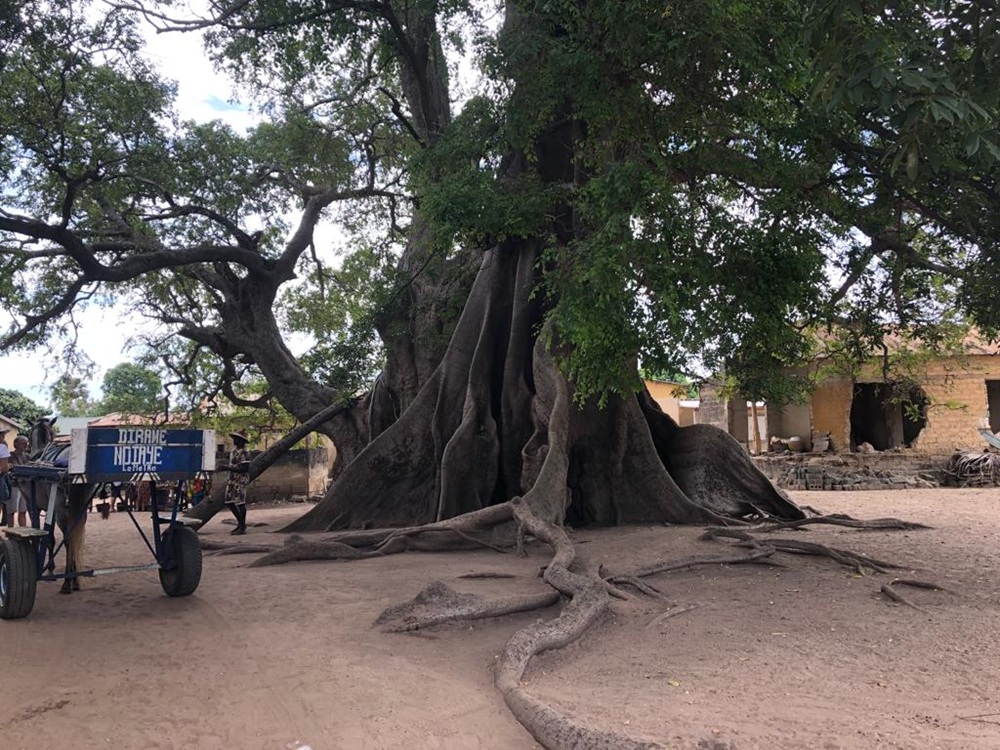 île de Mar Lodj, Sine Saloum