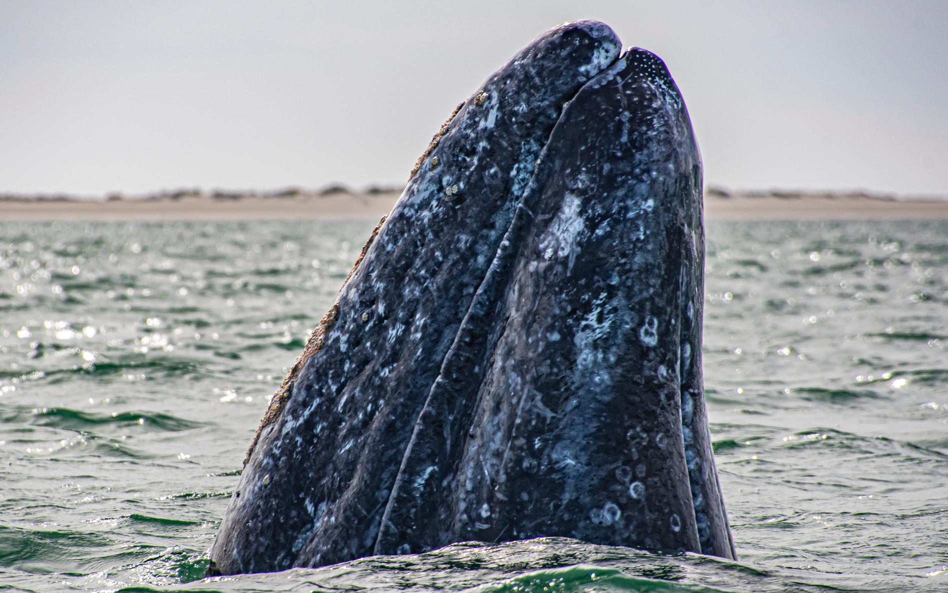 Lagune de San Ignacio