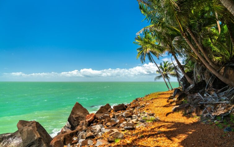 Palmiers le long de la côte de l'île Saint-Joseph