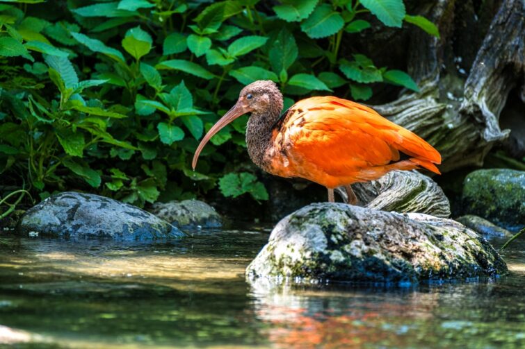 L'ibis écarlate, Eudocimus ruber,