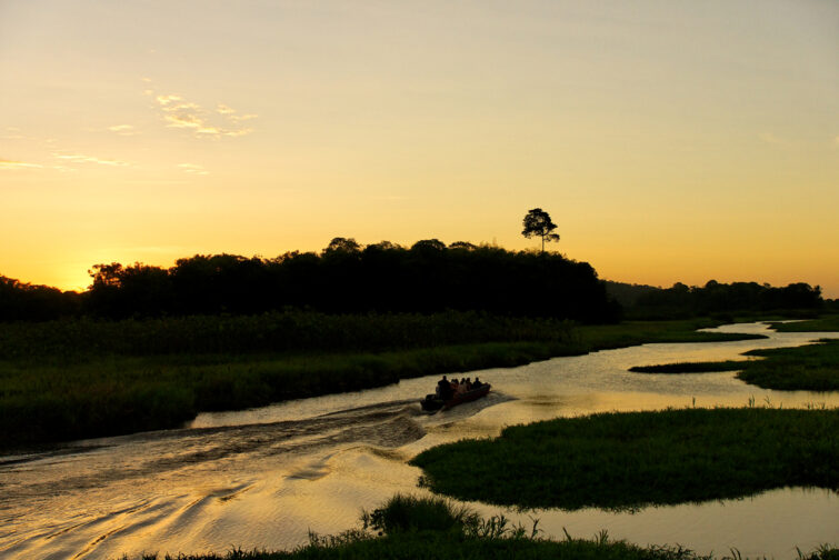 The last rays of sun, marshes Kaw in French Guyana