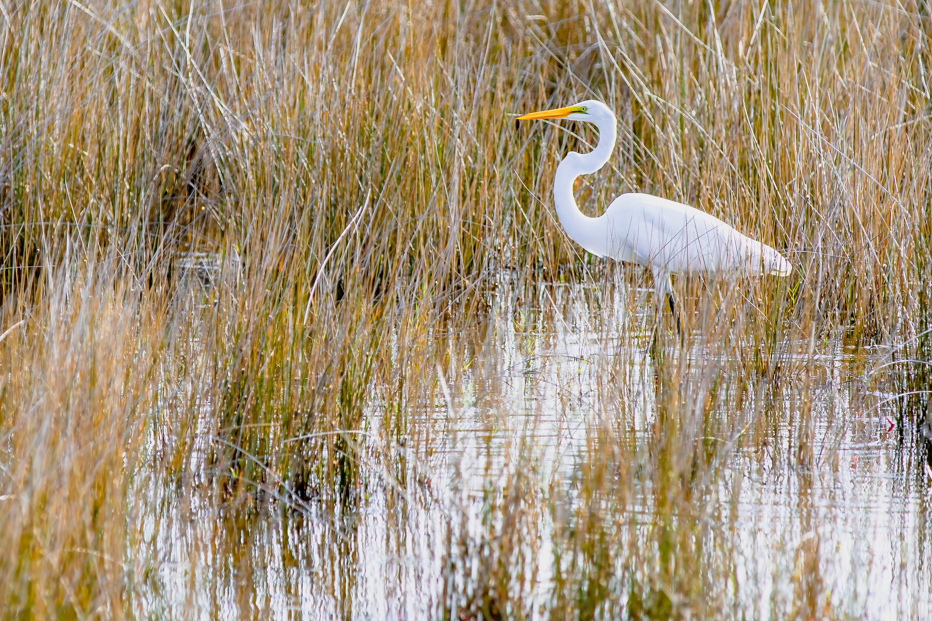 Une aigrette dans la réserve naturelle du Mas Larrieu