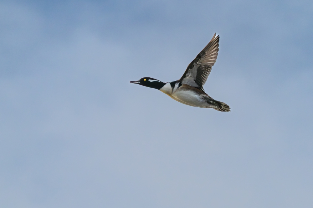 Harle huppé en vol sur les îles de Chausey, Normandie
