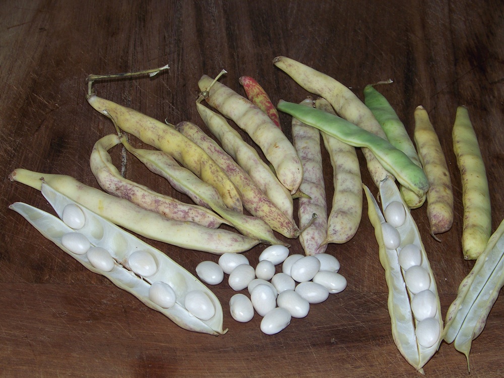 Les cocos de Paimpol