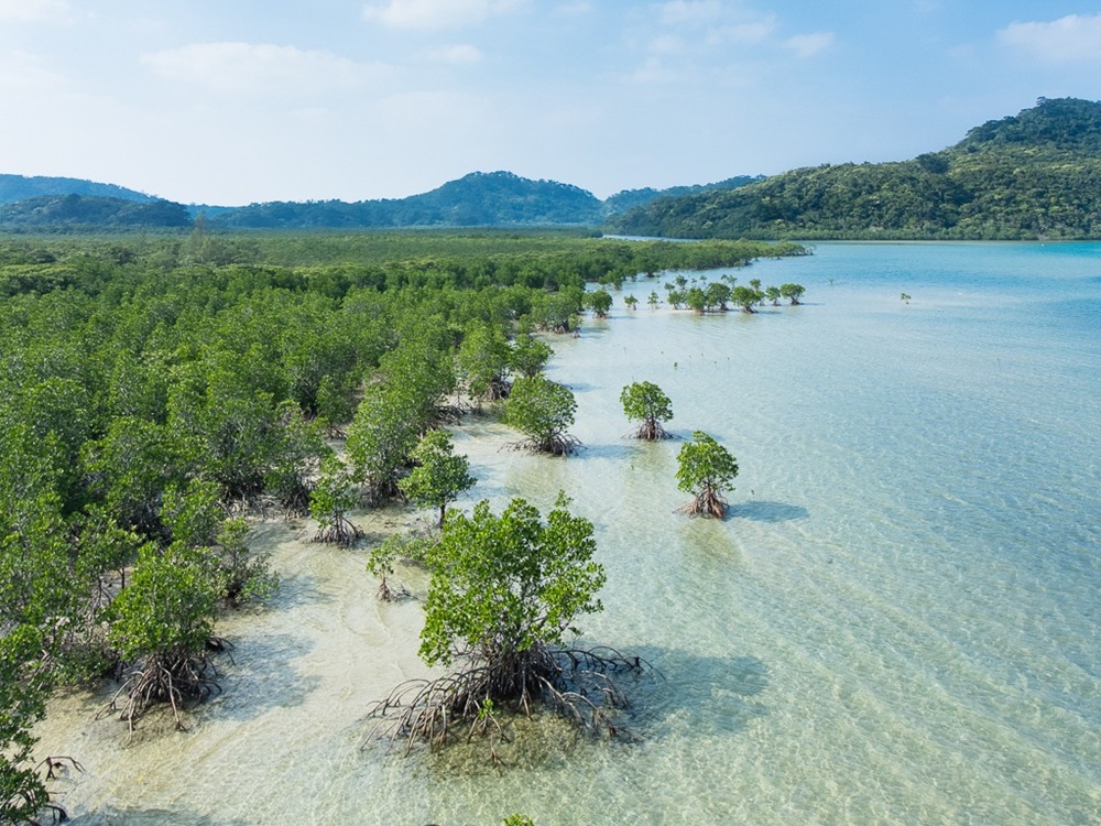 Mangrove à Iriomote, Okinawa