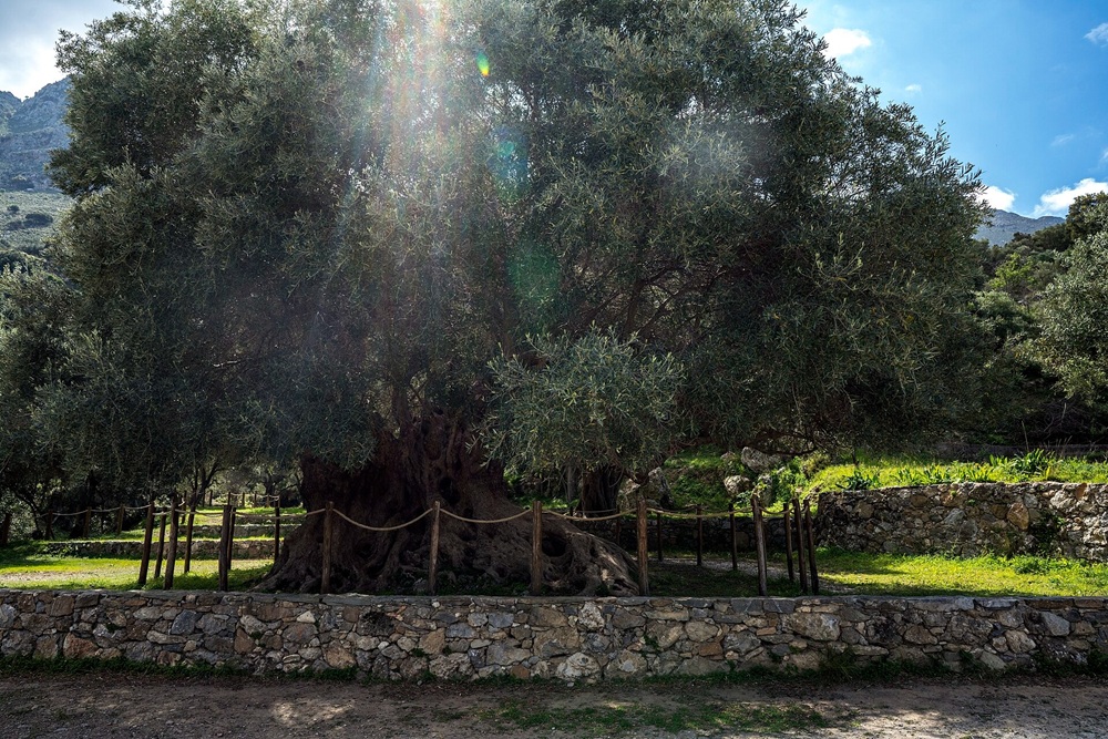 Olivier à Kavoussi, Crète