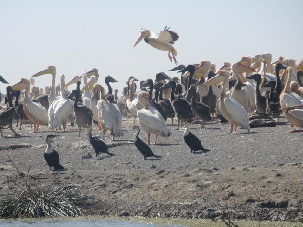 Parc national des Oiseaux du Djoudj près de Saint-Louis, Sénégal