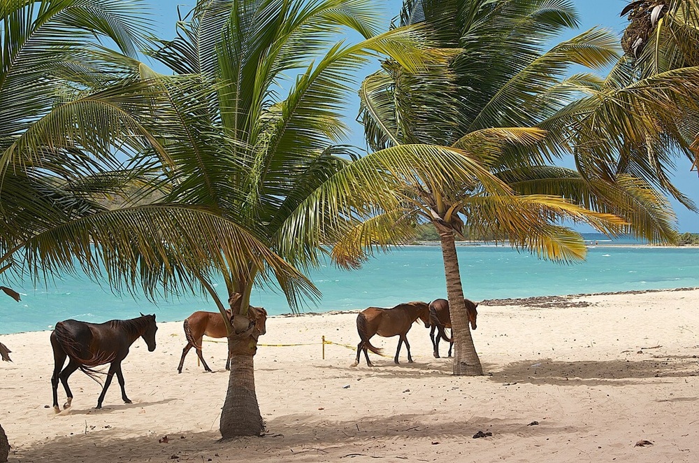 Vieques, Porto Rico