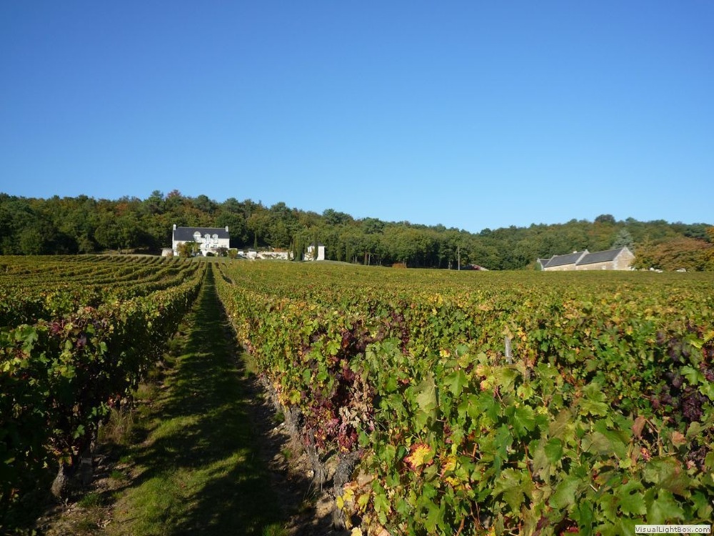 Vignoble à Chinon