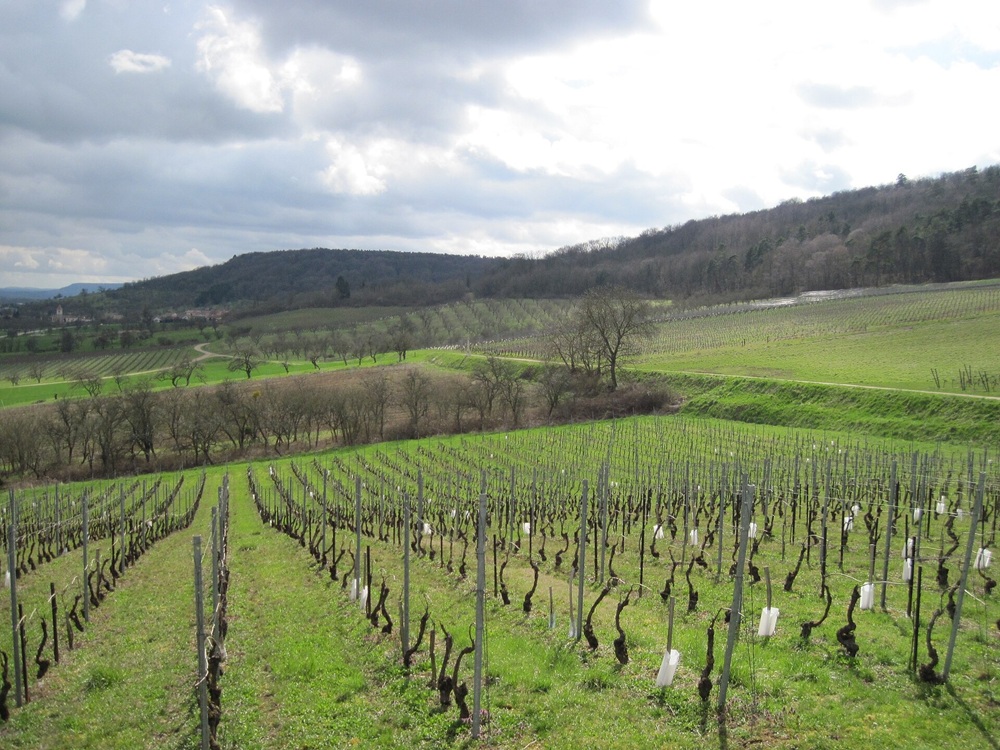 Vignoble de bruley, près de Toul, Grand Est