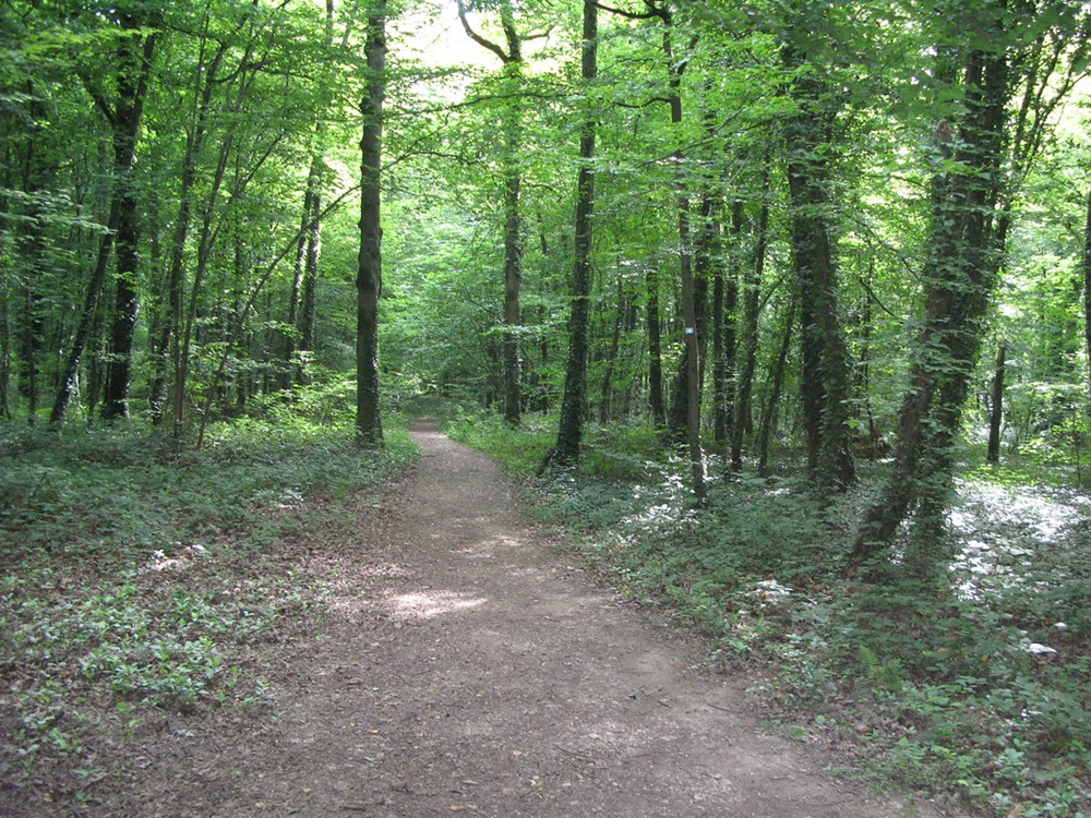 La forêt de Coulange, Amnéville