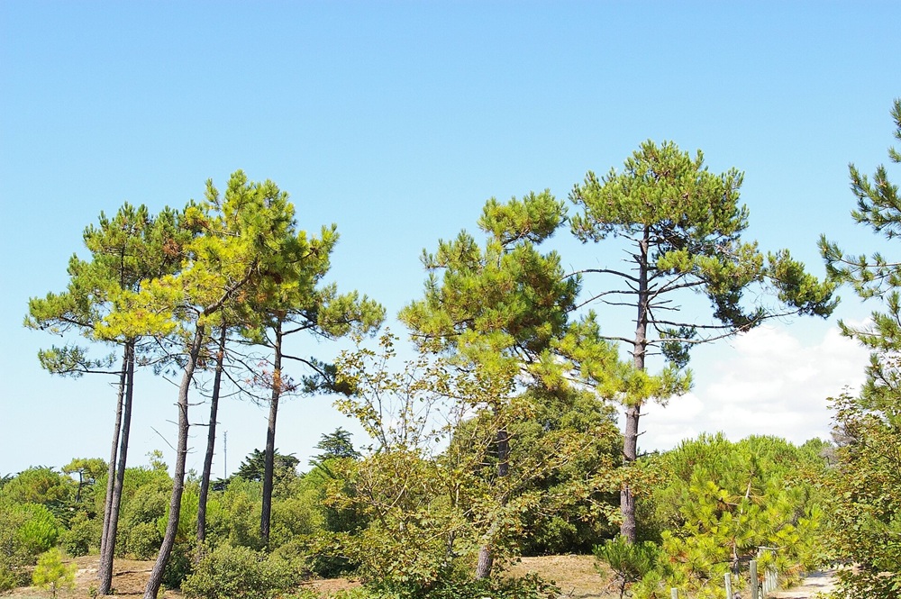 La forêt domaniale des Pays de Monts, Saint-Jean-de-Monts