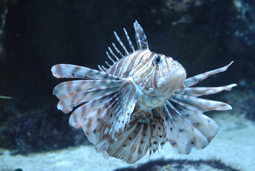 L’aquarium d’Amnéville