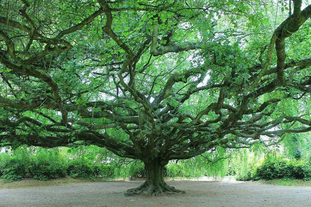 Le jardin botanique, Bayeux