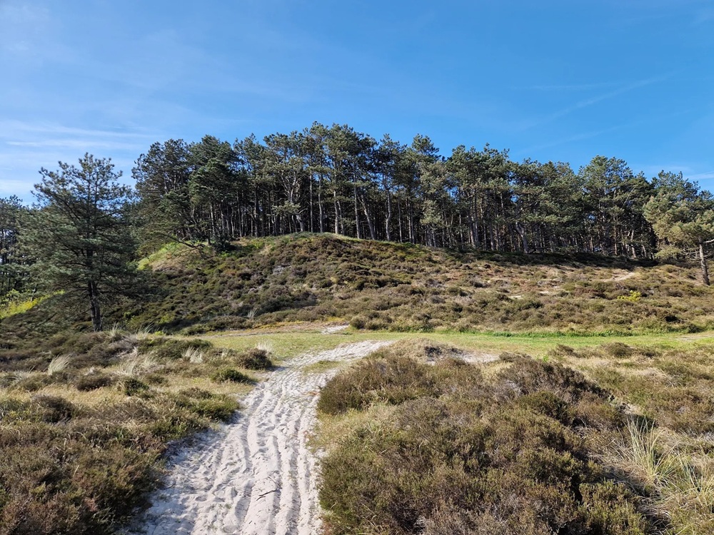 Les dunes de Schoorl