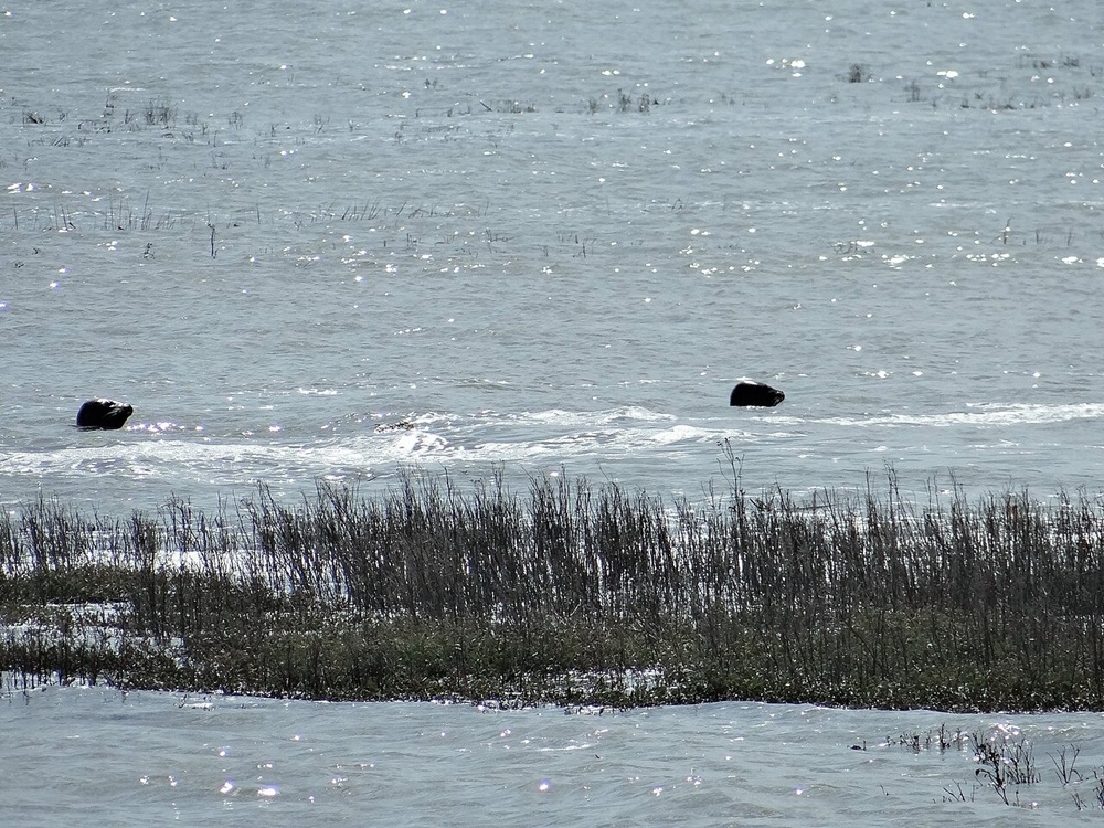 Phoques veaux marins en baie de Somme