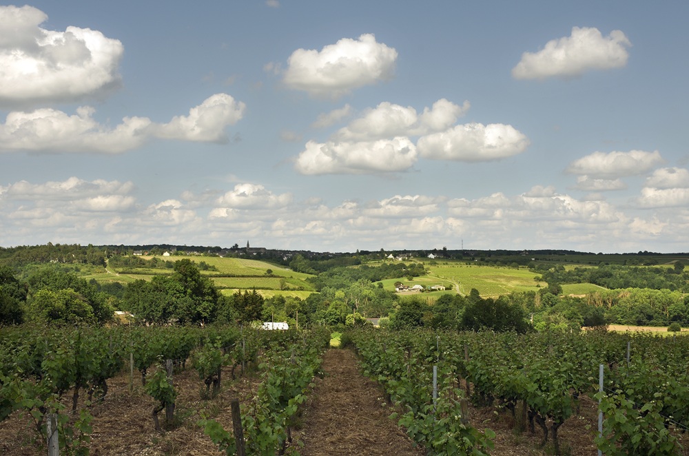 Vallée du Layon, près de Cholet