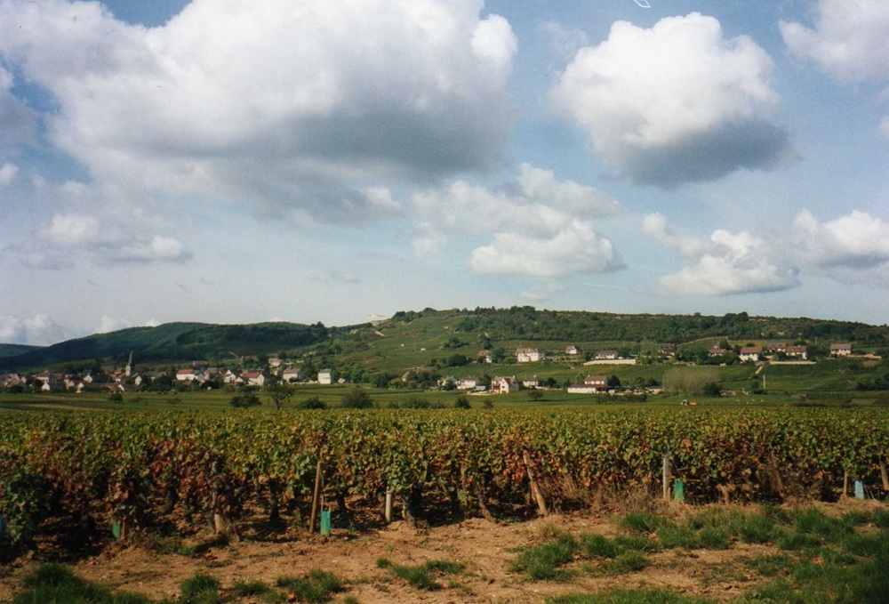 Vignes de la côte Chalonnaise