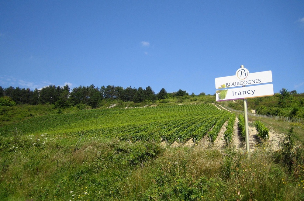 Vignobles, Irancy, près d'Auxerre