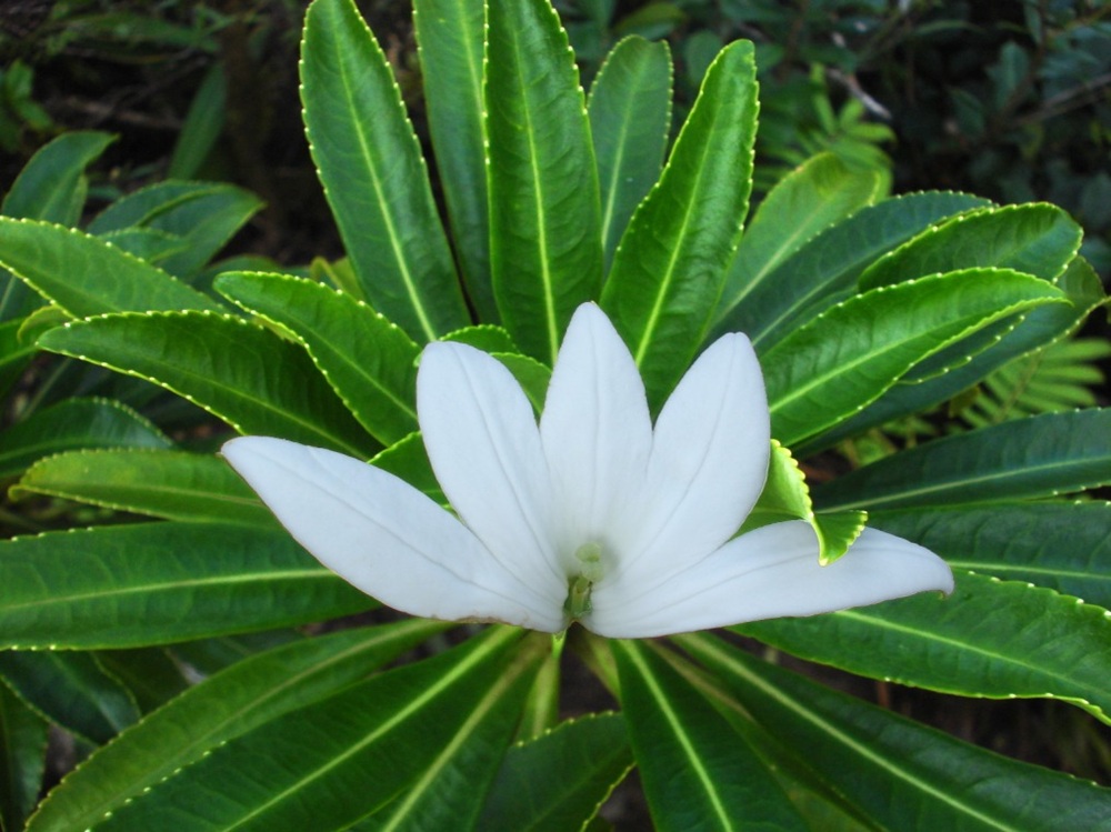 Fleur tiare apetahi sur le mont Temehani, Raiatea