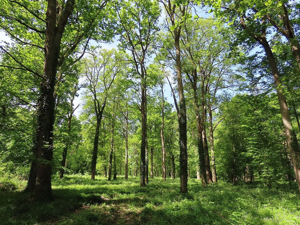 La forêt domaniale, Saint-Germain-en-Laye