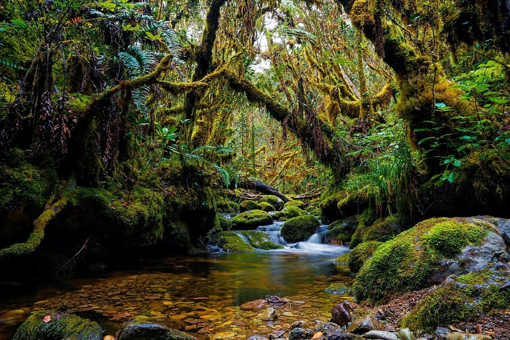 Le parc national de Gunung Leuser, Sumatra