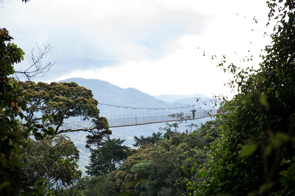 Le parc national de Nyungwe, Rwanda
