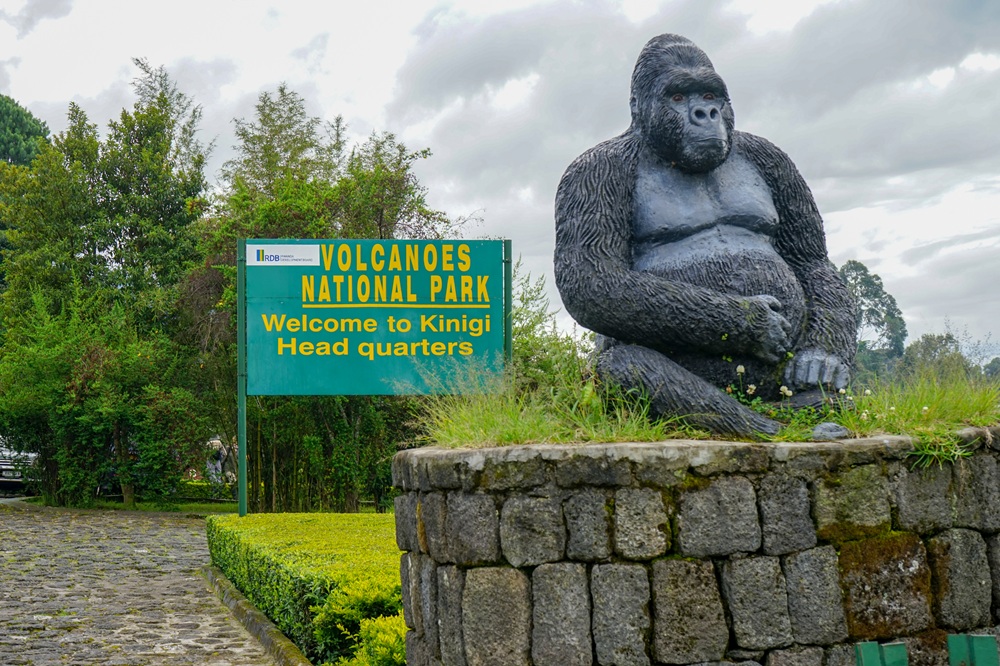 Le parc national des Volcans, Rwanda