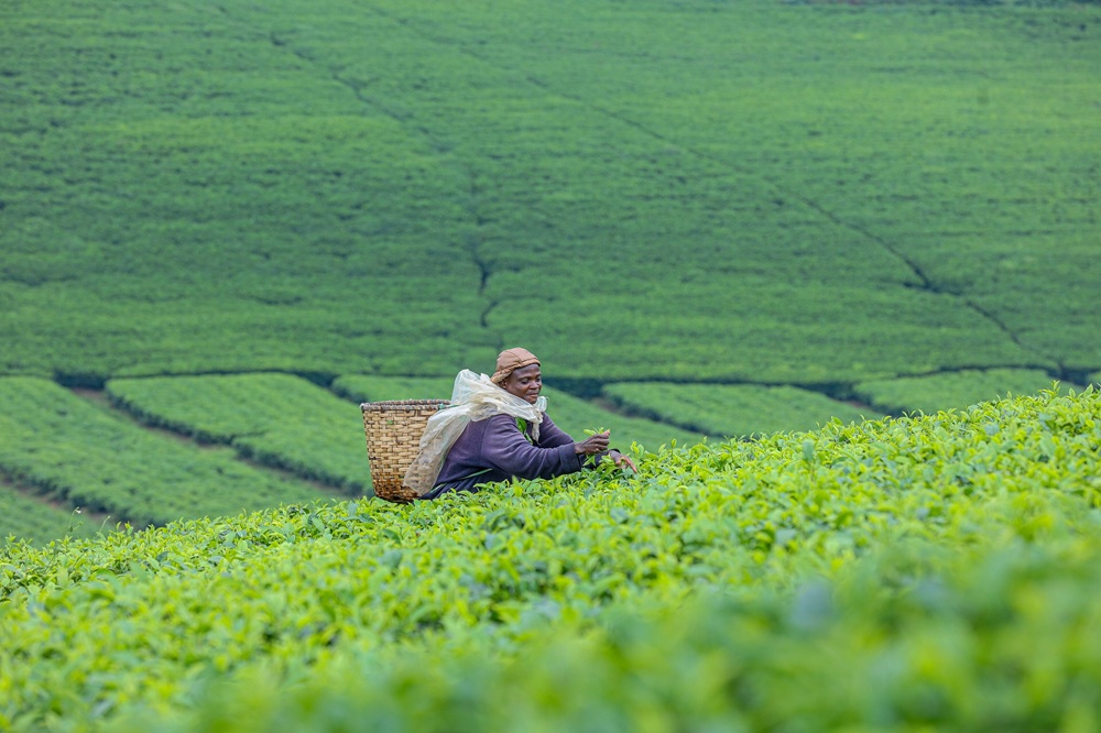 Les plantations de thé de Gisovu, Rwanda
