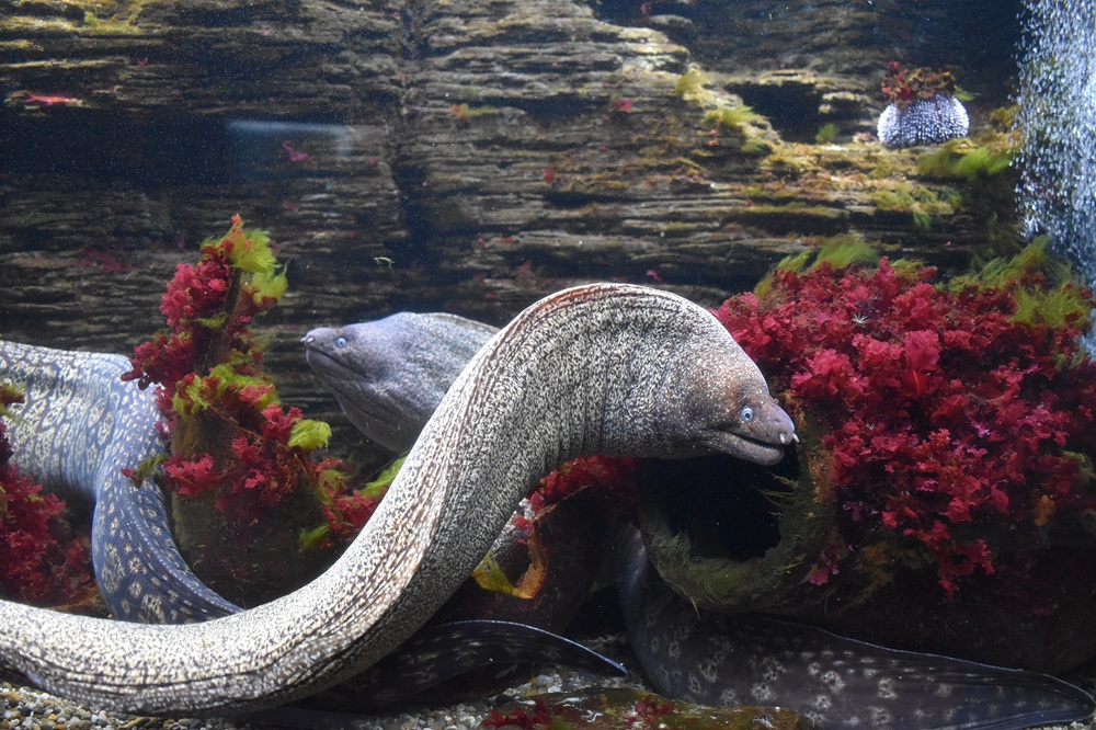 Murène commune à l'aquarium Oniria