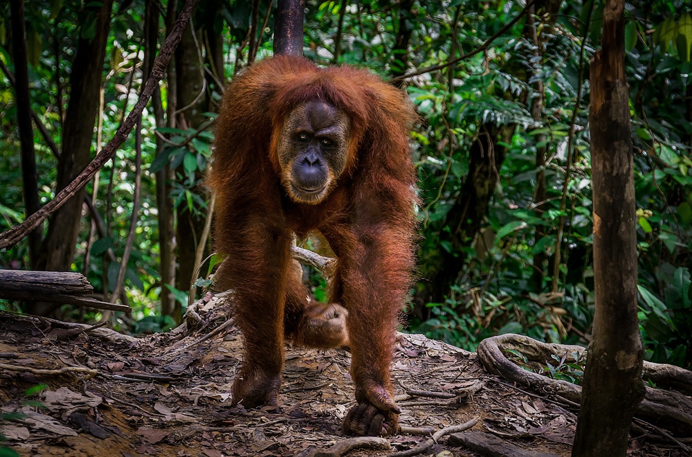 Orang-outan à Bukit Lawang, Sumatra
