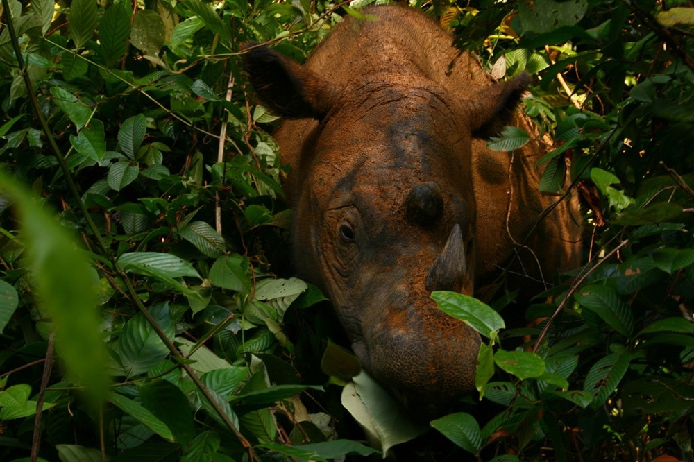 Rhinocéros dans le parc national de Way Kambas, Sumatra