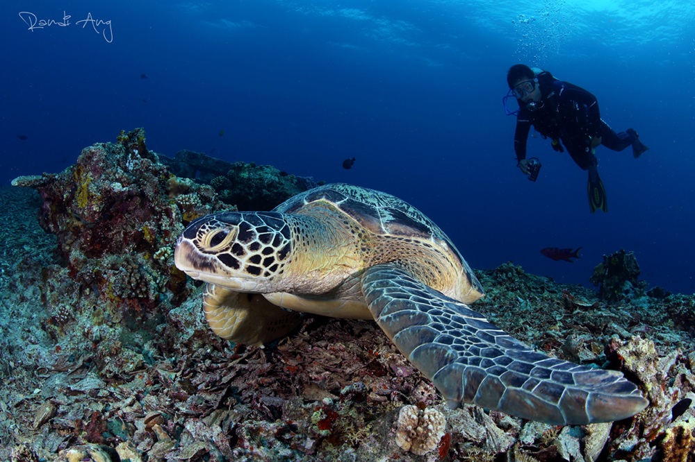 Sanctuaire des tortues de Gili Meno, Indonésie