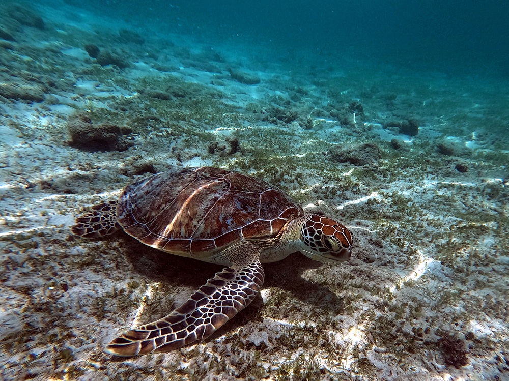 Tortue marine dans les îles Gili, Indonésie