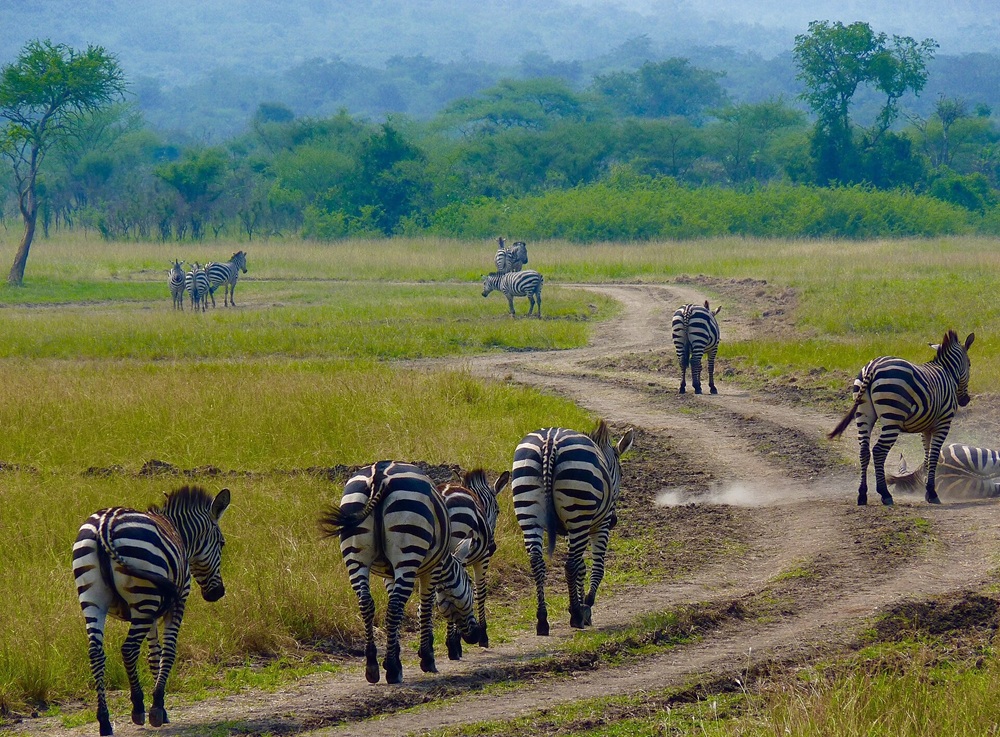 Troupeau de zèbres dans le parc national de l’Akagera, Rwanda