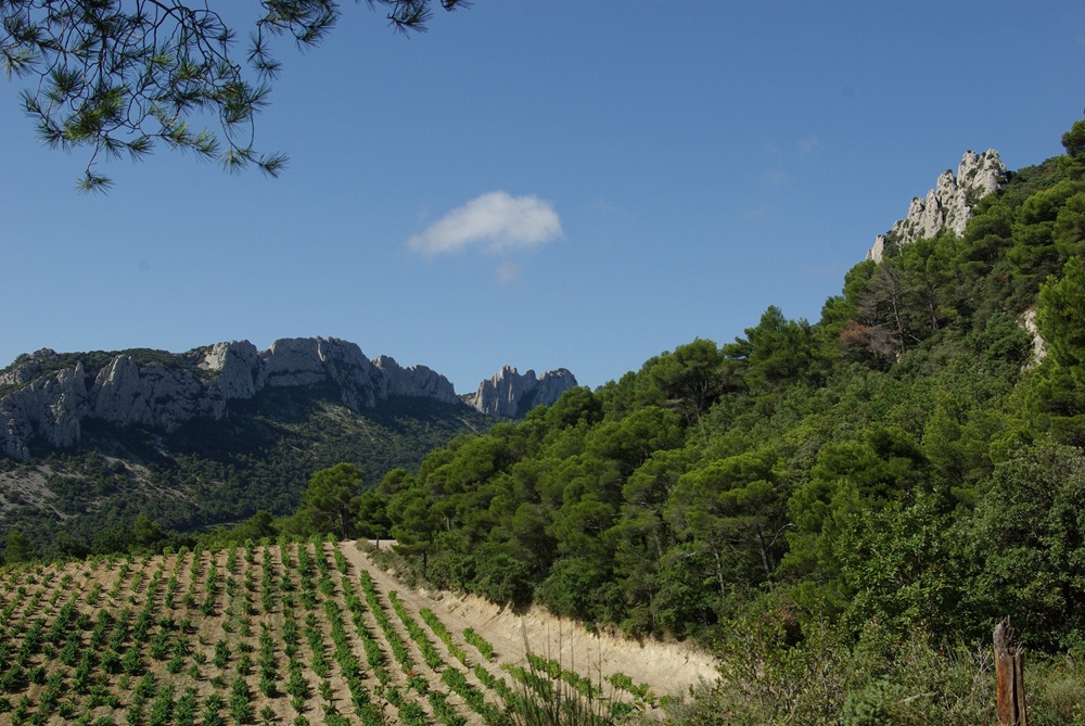 Vignoble de Gigondas, près d'Orange