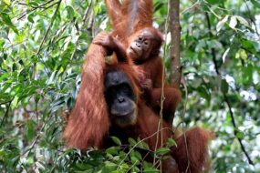 Visiter l'île de Sumatra
