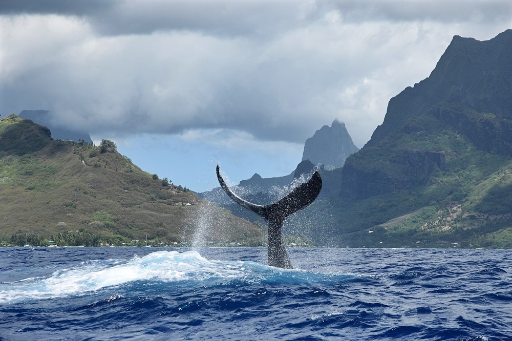 Baleine à bosse à Moorea