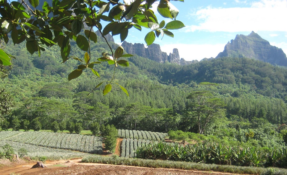 Champ d'ananas à Moorea