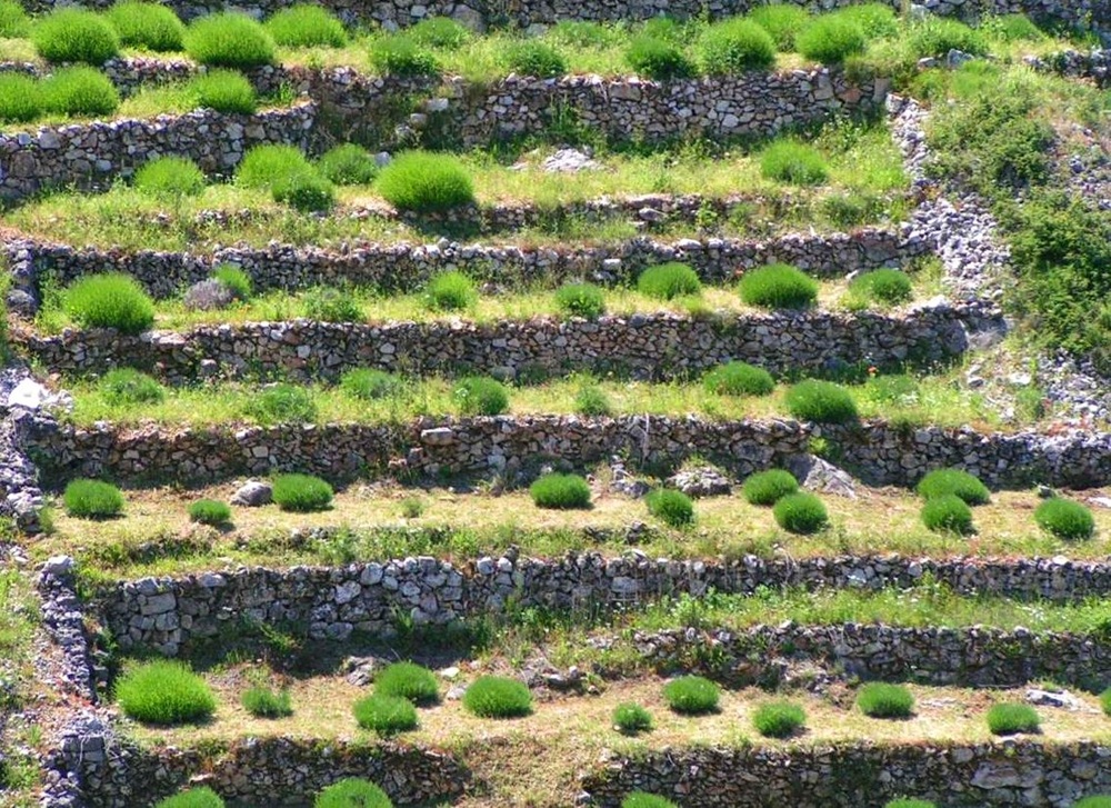 Champ de lavande à Hvar