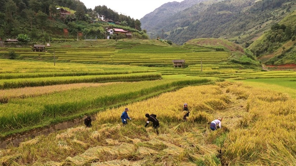 Champs de riz à Mu Cang Chai